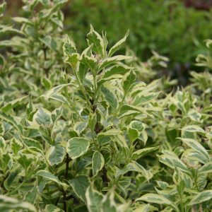 Weigela Variegated Dwarf 2gal