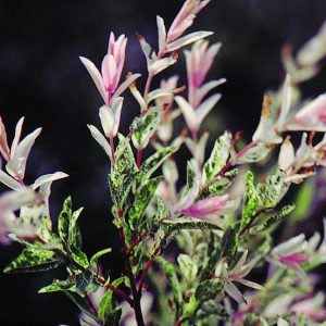 Willow Hakuro Nishiki standard 5gal