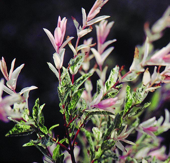 Willow Hakuro Nishiki standard 5gal