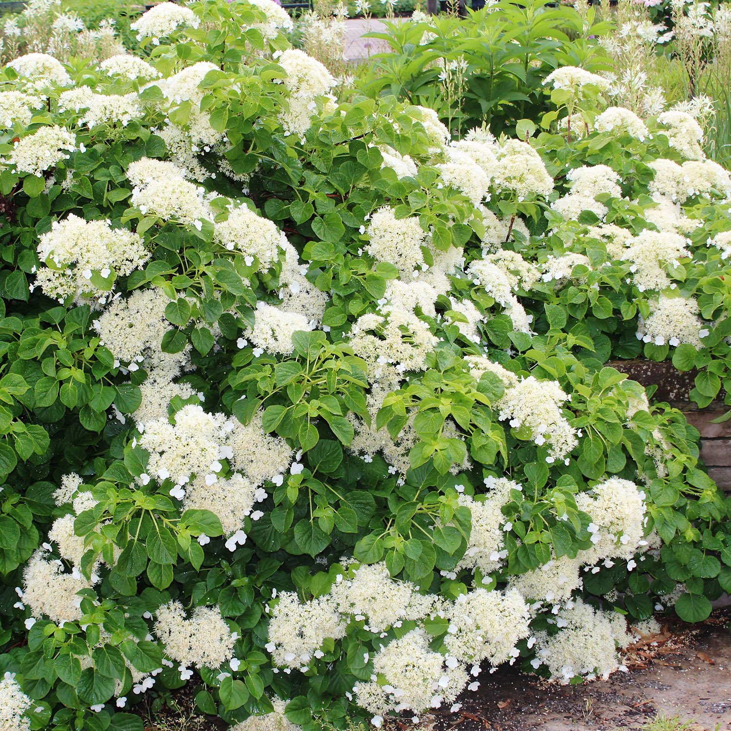 Climbing Hydrangea (2 gal pot)