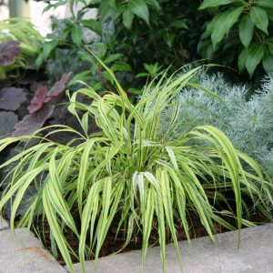 Ornamental Grass - Hakonechloa Aureola 1gal