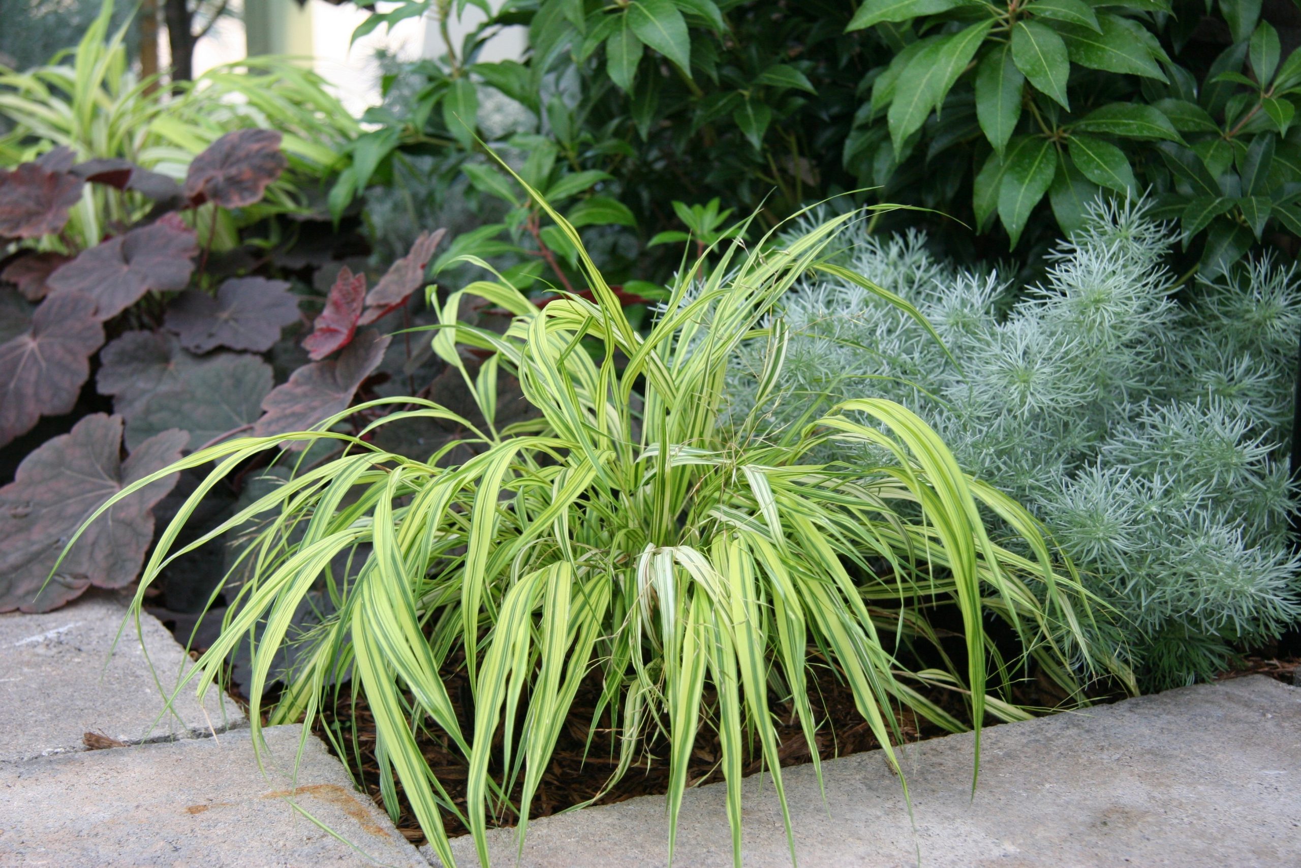 Ornamental Grass - Hakonechloa Aureola 1gal