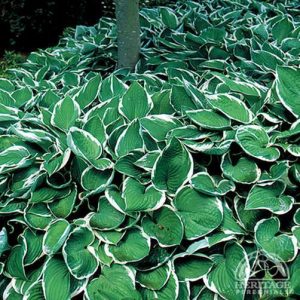 Hosta Francee 1gal
