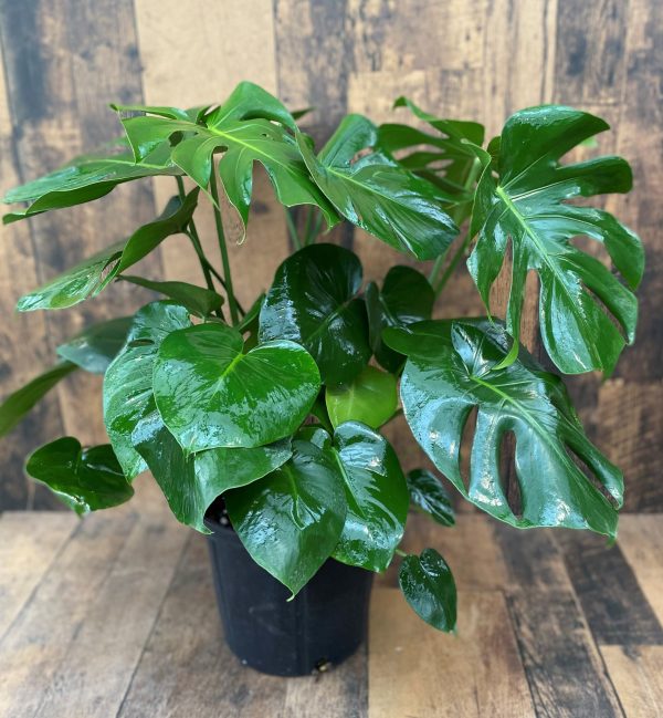 Monstera Grower Pot 10 Inch