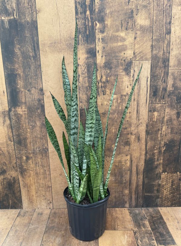 Snake Plant 10 inch Grower Pot