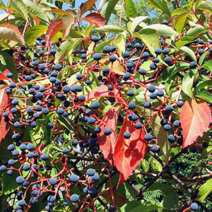 Virginia Creeper 2gal