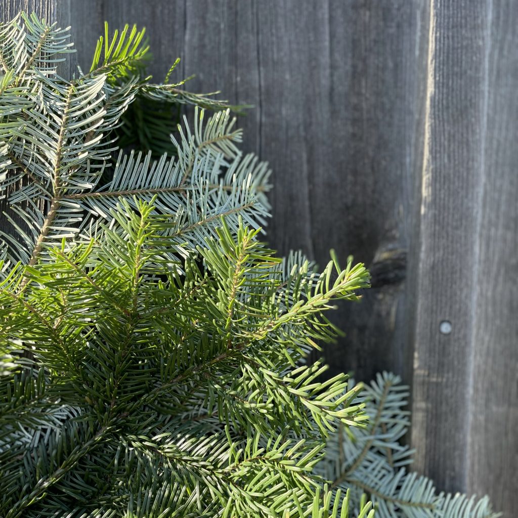 silver fir bunch