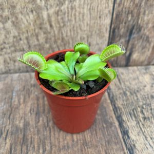 Venus Fly Trap 2.25 Inches 2022