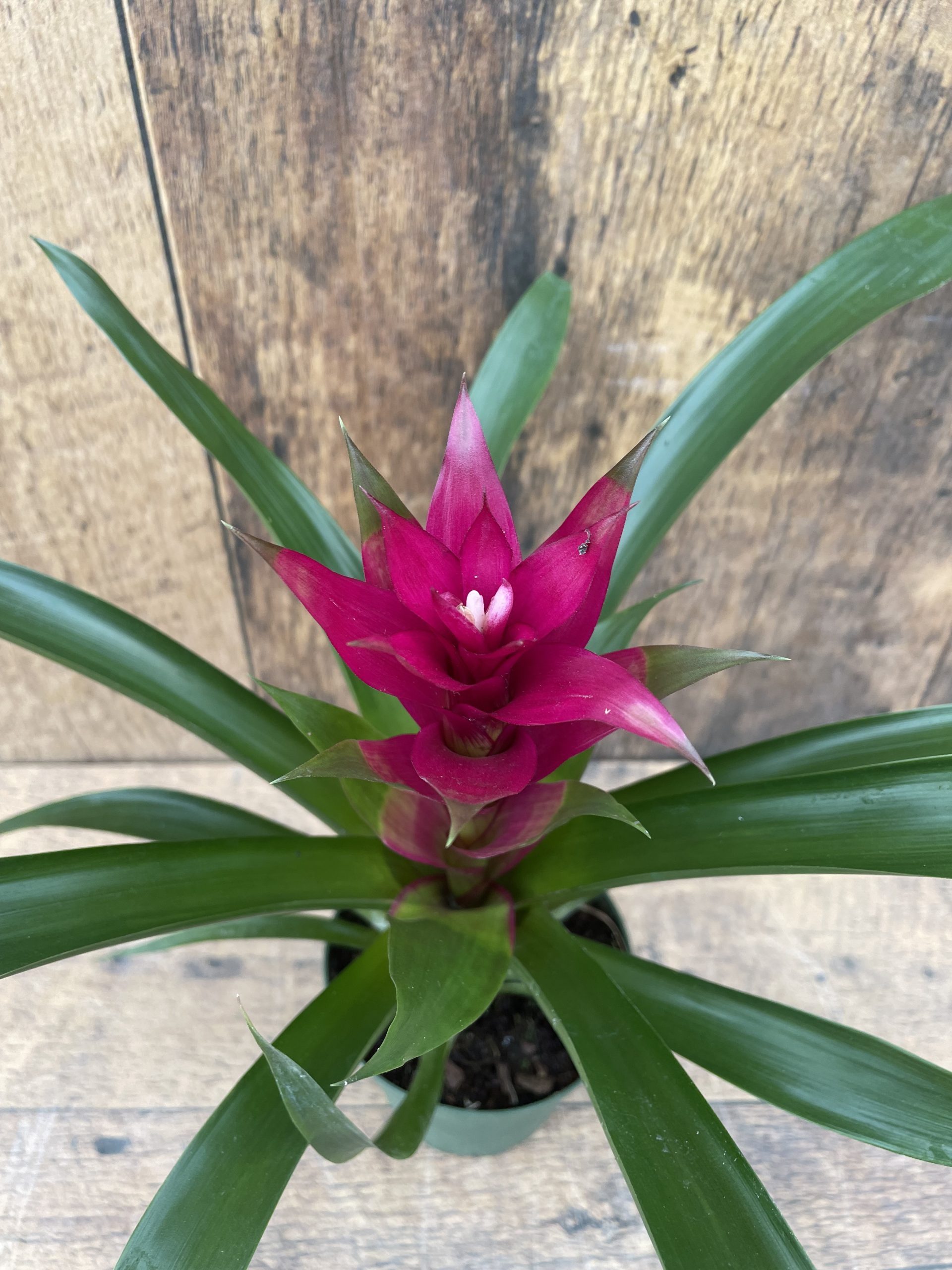 Bromeliad (4" pot)