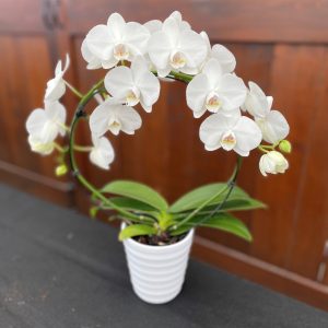 Artistica Orchid - Infinity Circle in Ceramic Pot