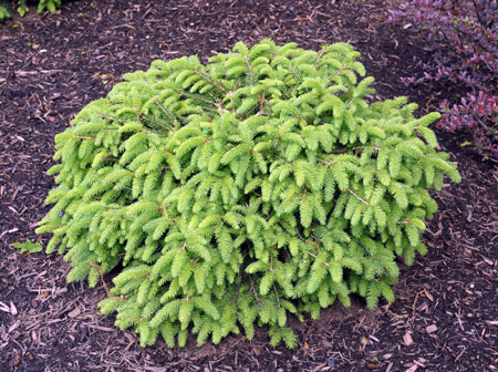 dwarf nest spruce evergreen
