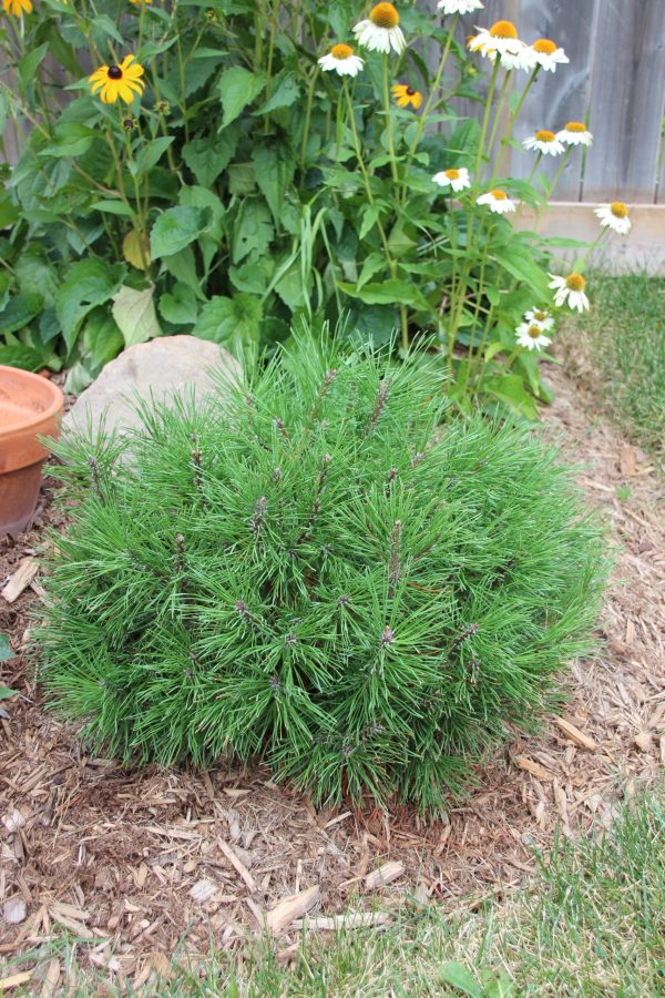 mugo pine evergreen