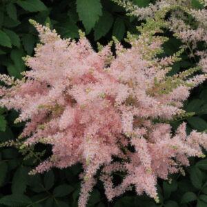 Astilbe 1gal