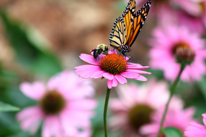 Planting For Pollinators