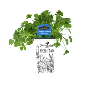 Herbs-Cilantro