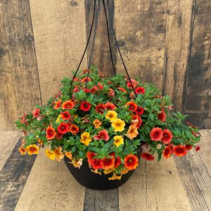 Our Featured Products