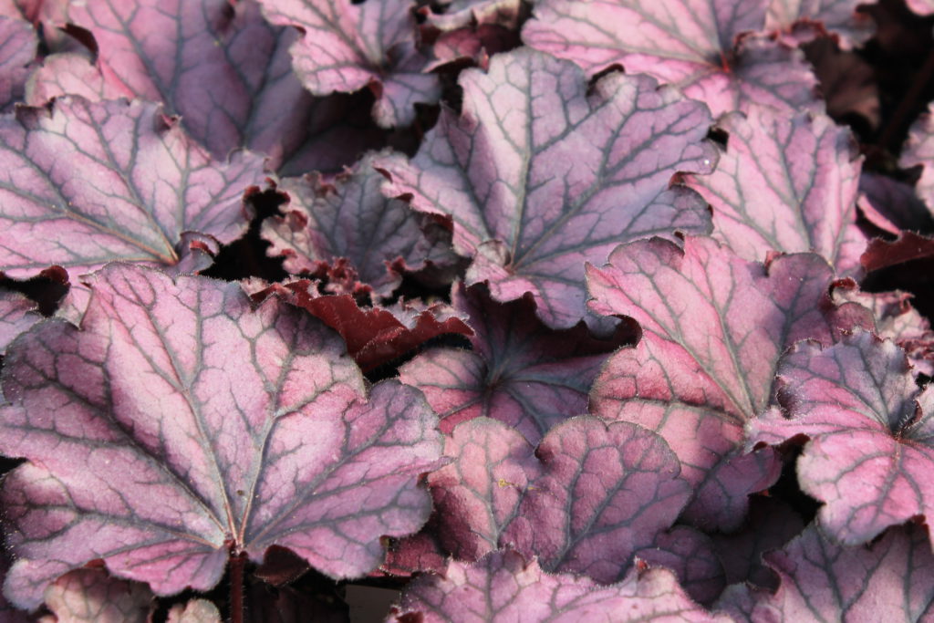 Heuchera Dark Plum