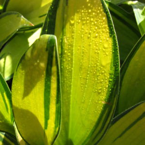 Hosta June 1gal