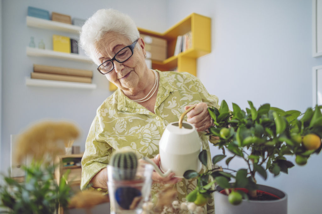 watering a citrus plant