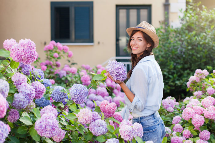 Growing Hydrangeas &#8211; A Guide For Gardeners