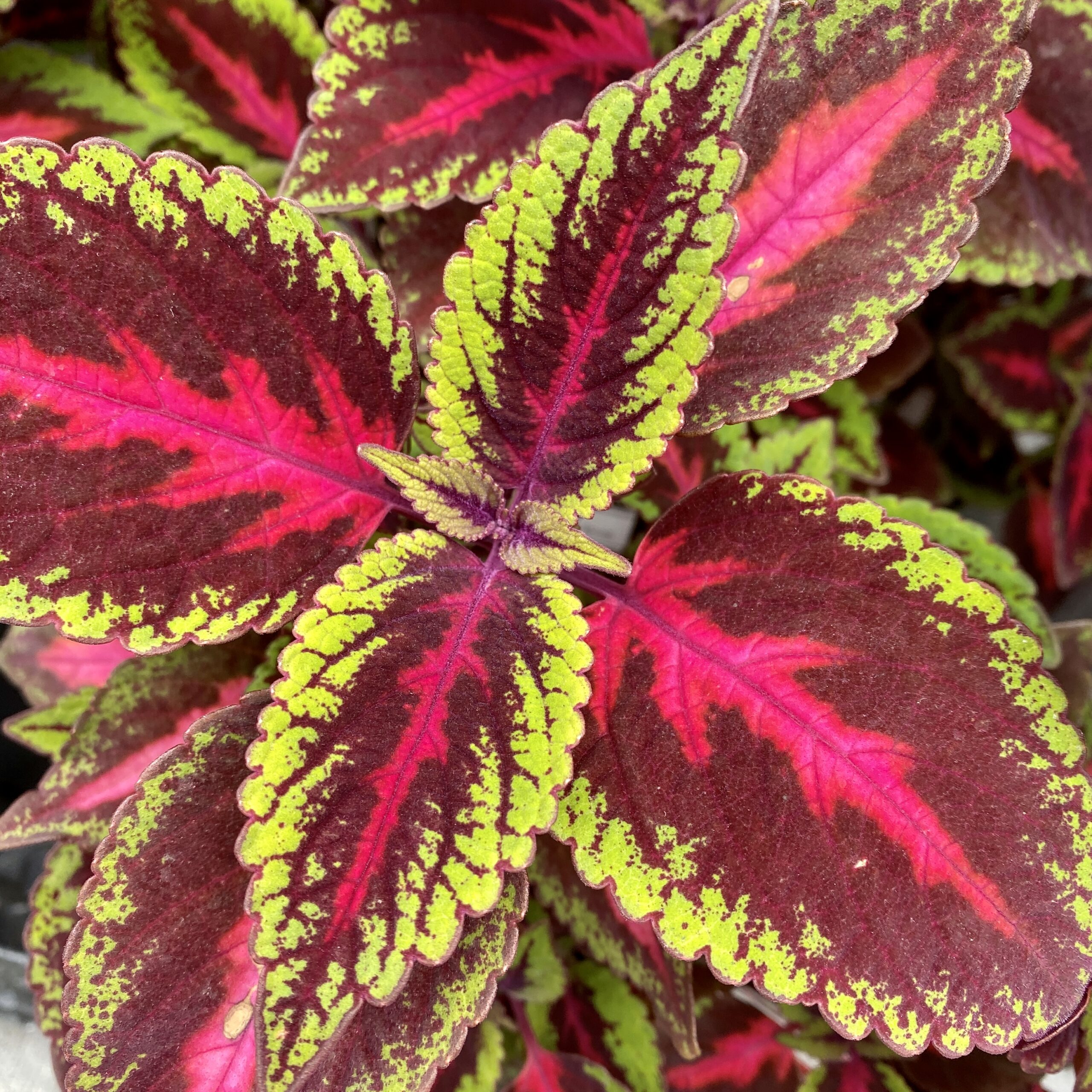 Coleus (6" pot)