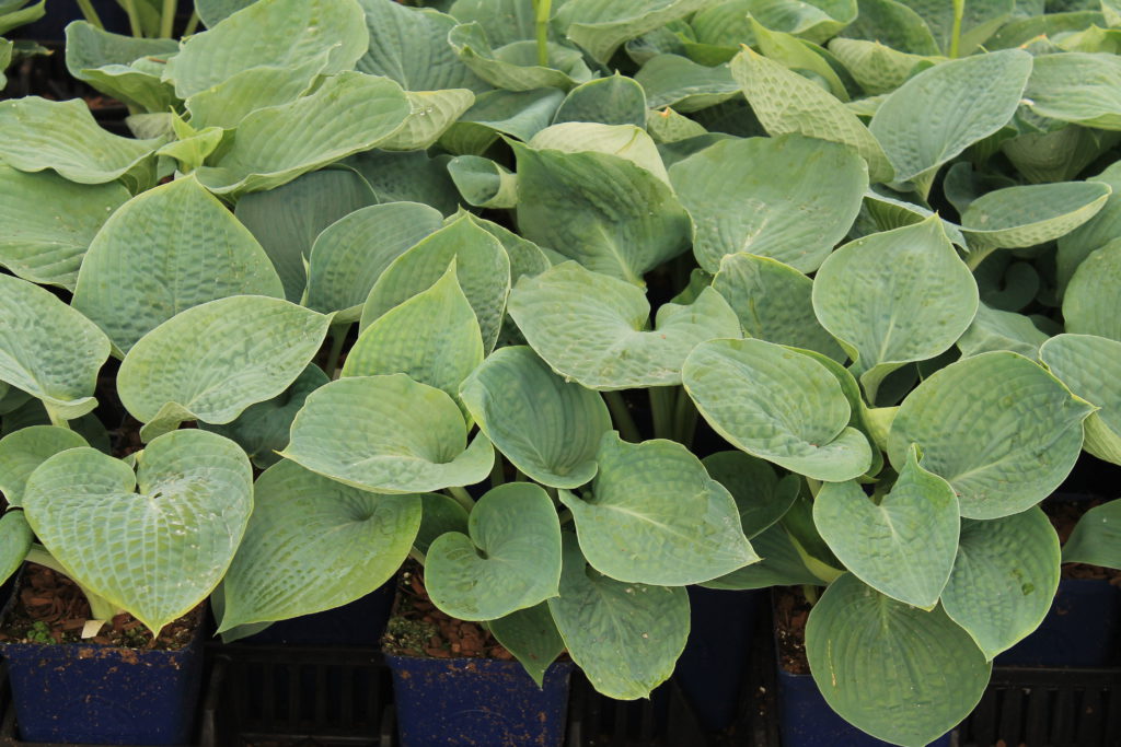 hosta big daddy variety