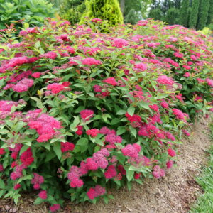 Spirea Double Play 'Doozie' 2gal by Proven Winners