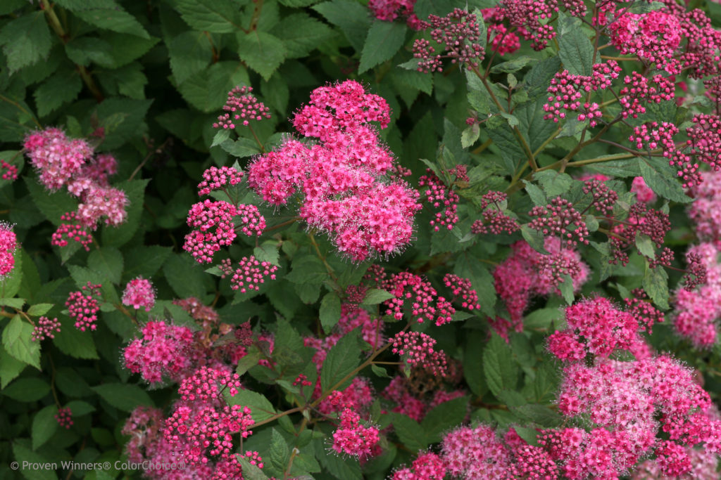 Spirea double play pink proven winners