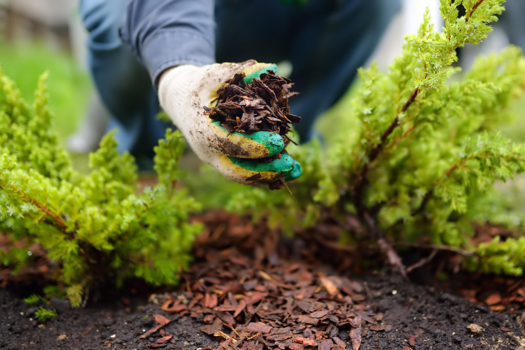 Gloved hands work in a garden, grasping a handful of wood chip mulch to surround a plant that appears to be a juniper. 