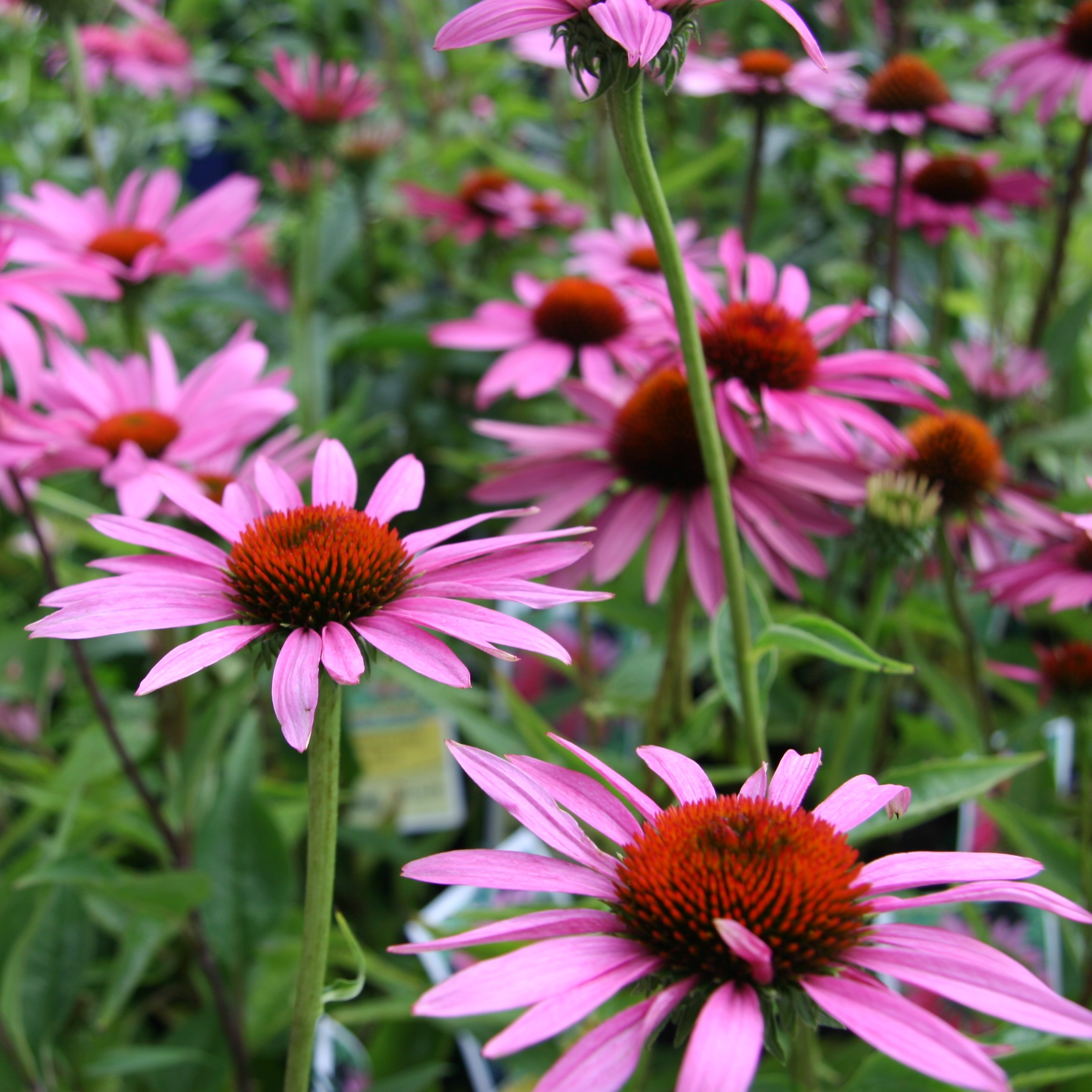 Echinacea - Coneflower (2 gal pot) - Growers Choice
