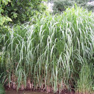 Ornamental Grass Miscanthus Giganteus 2gal