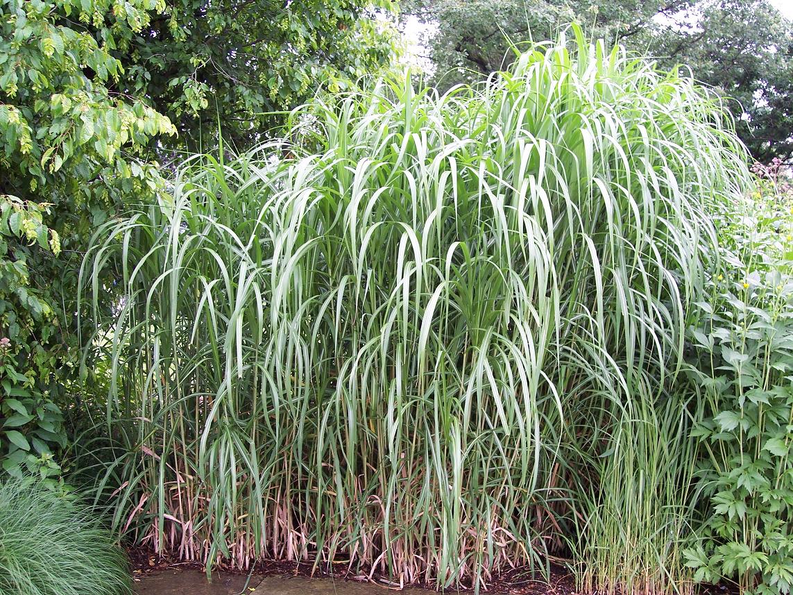 Ornamental Grass Miscanthus Giganteus 2gal