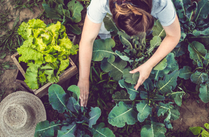 Growing Food At Home (In Any Space!)