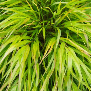 Ornamental Grass Hakonechloa All Gold 1gal