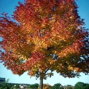 Maple Red - Ontario Native