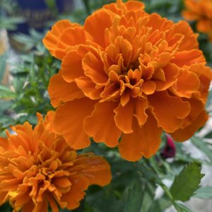 Marigold (6" pot)
