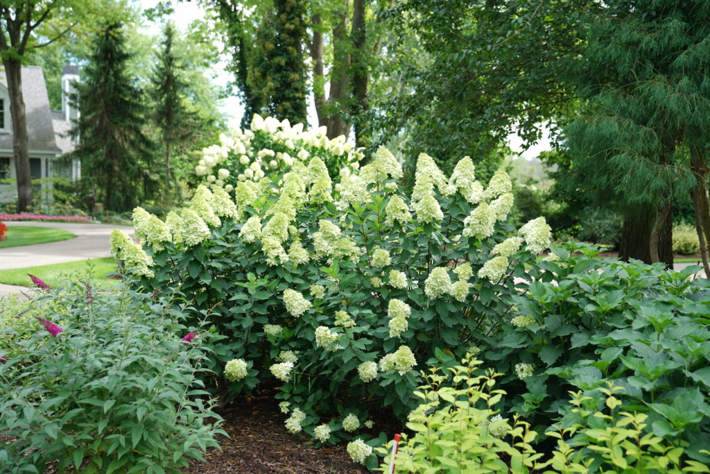 hydrangea limelight prime