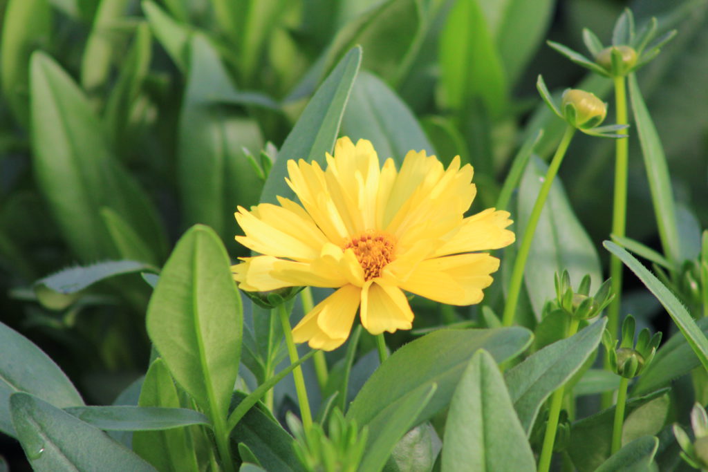 Coreopsis 2gal