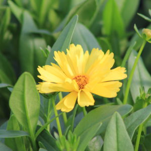 Coreopsis 2gal