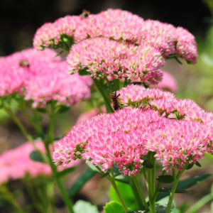 Autumn Joy Sedum Perennial