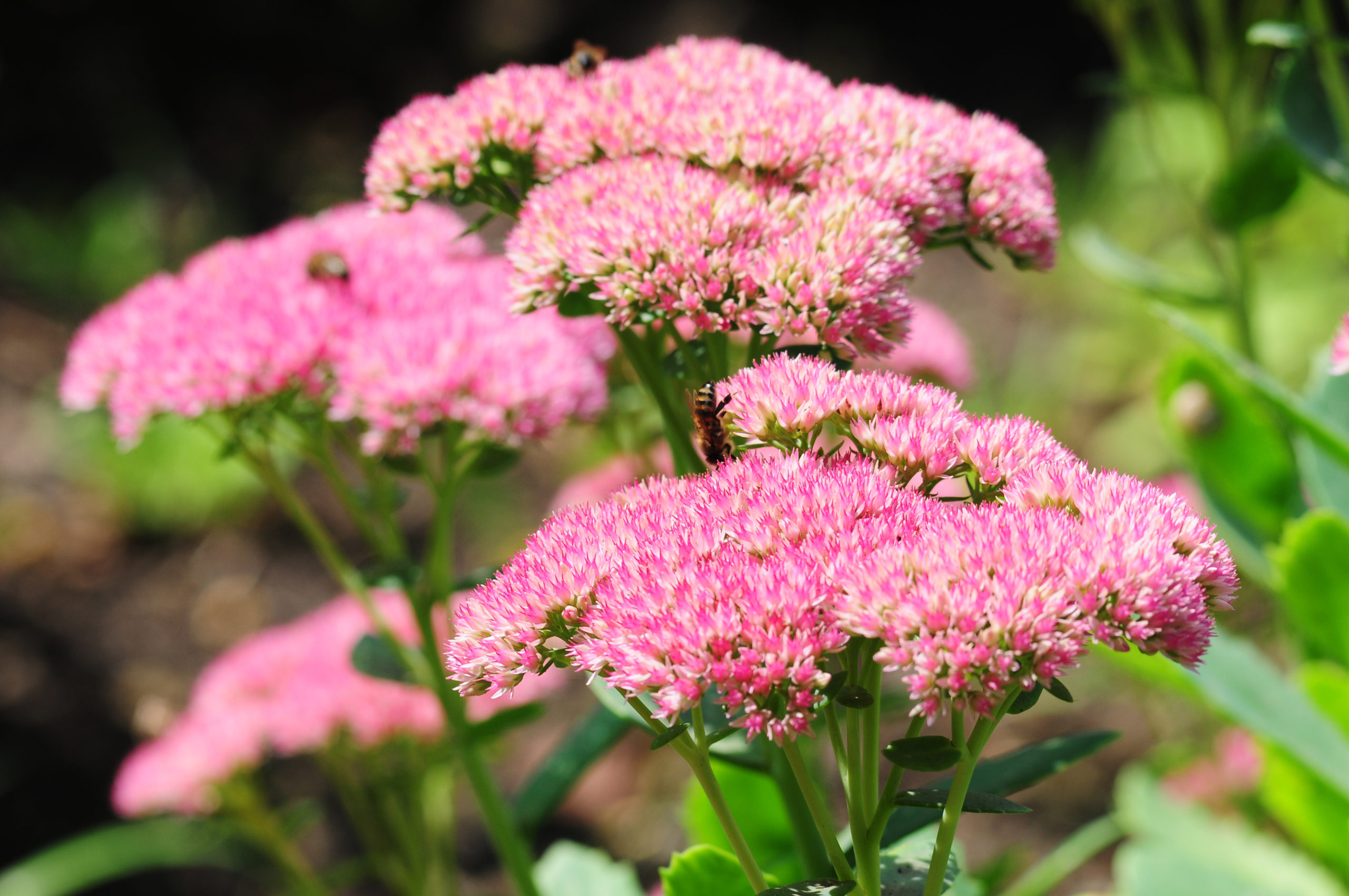 Autumn Joy Sedum Perennial