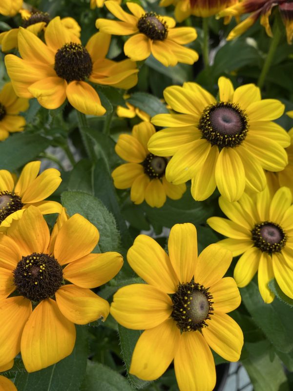 Annual Rudbeckia