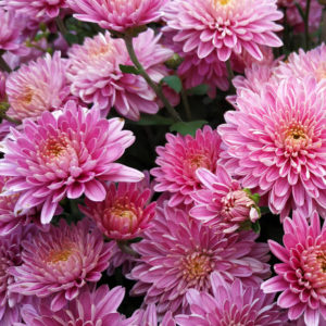 pink mum 10inch 3gal