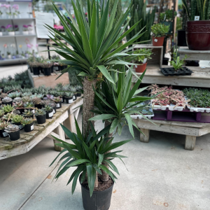 Yucca Cane in growers pot with greenhouse backdrop