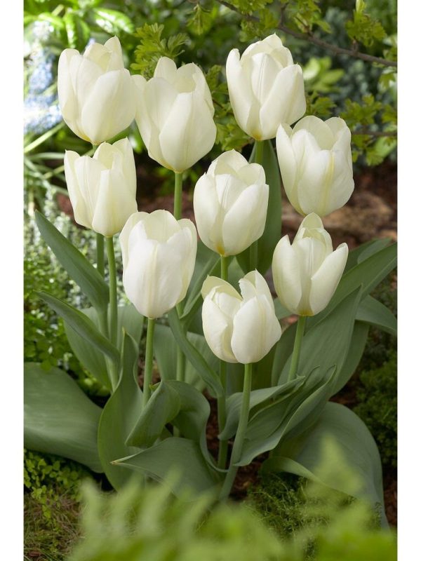 Tulip - White Emperor