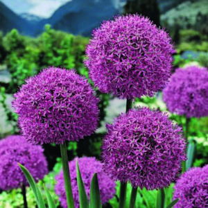 Allium - Globemaster