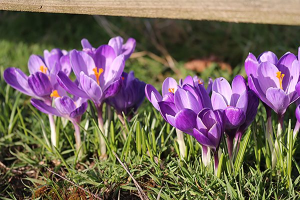 Crocus - Flower Record