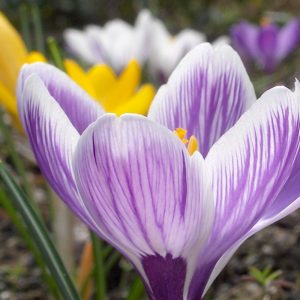 Crocus - Pickwick