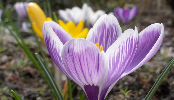 Crocus - Pickwick