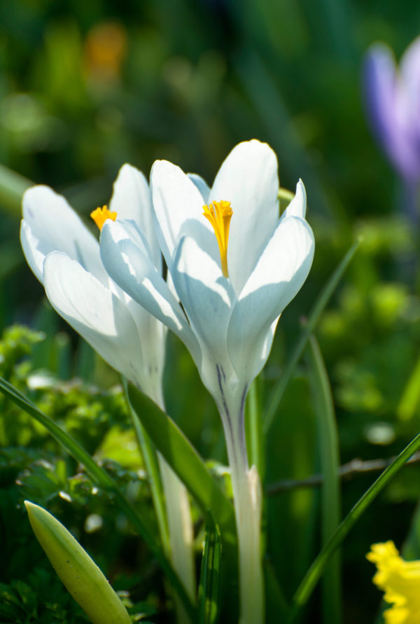 Crocus - Jeanne d'Arc